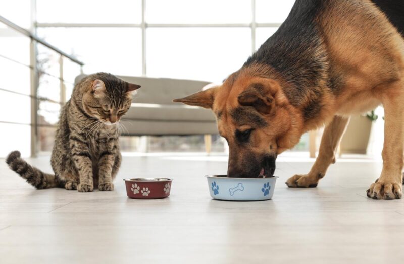 Как подобрать сухой корм для кошки и собаки